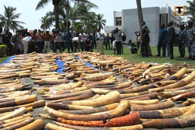 La pandémie de COVID-19 ne décourage pas les trafiquants d’ivoire.